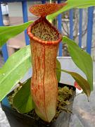 Nepenthes x mastersiana var purpurea